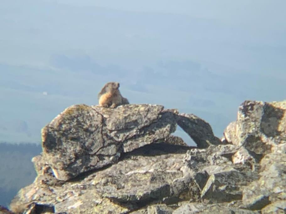 La Grange De La Gratade Villa Rochefort-Montagne Dış mekan fotoğraf